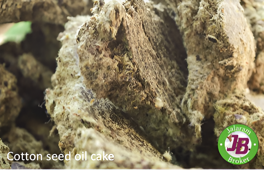 COTTON SEED OIL CAKE